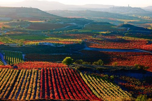 Spanish Wines